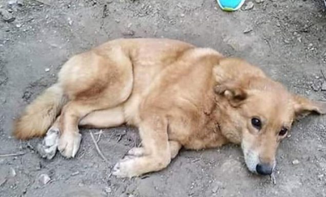 Αδέσποτη σκυλίτσα κακοποιήθηκε στον λόφο του Κολωνού