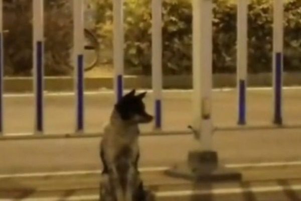Ένας άλλος Χάτσικο: Σκυλάκι κόβει βόλτες στο σημείο που σκοτώθηκε η ιδιοκτήτριά του