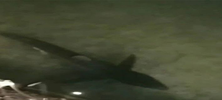Καρχαρίας δύο μέτρων έκανε... βόλτες στο λιμάνι του Λουτρακίου!  (ΒΙΝΤΕΟ)