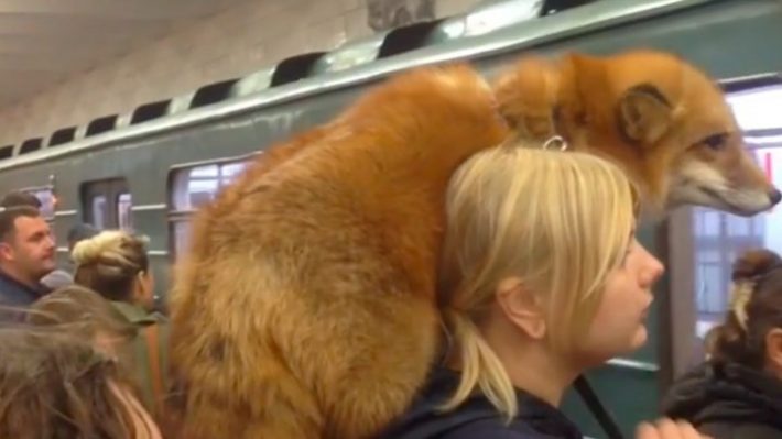 Μπήκε στο μετρό με την... αλεπού της! (ΒΙΝΤΕΟ)