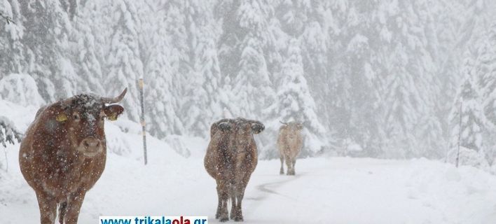 Αγελάδες βγήκαν στους χιονισμένους δρόμους των Τρικάλων και έφαγαν το... αλάτι (ΦΩΤΟ)