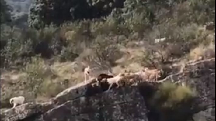 Βίντεο που σοκάρει: Σκυλιά πέφτουν από γκρεμό κυνηγώντας ελάφι