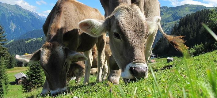 Οι Ελβετοί στις κάλπες: Αγελάδες με κέρατα ή χωρίς;