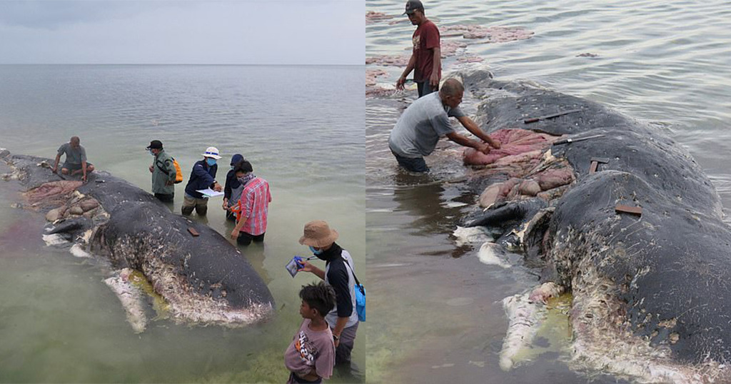 Φάλαινα βρέθηκε νεκρή με 115 πλαστικά ποτήρια και 6 κιλά απόβλητα στο στομάχι της