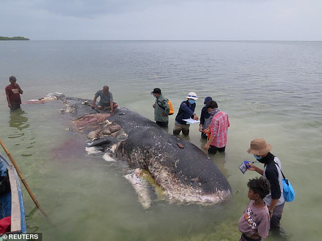 Φάλαινα βρέθηκε νεκρή με 115 πλαστικά ποτήρια και 6 κιλά απόβλητα στο στομάχι της