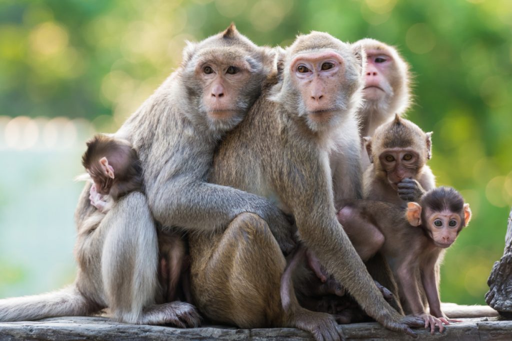 Ο ζωολογικός κήπος του Λένινγκραντ ζητάει αρχαιοελληνικό όνομα για μαϊμού