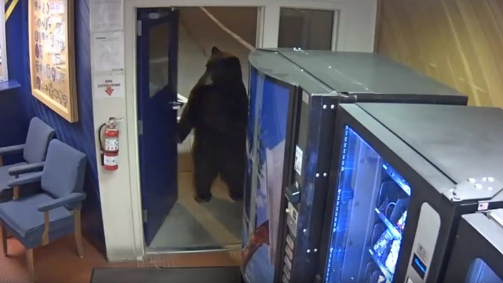 Αρκούδα άνοιξε την πόρτα και μπήκε σε αστυνομικό τμήμα  (ΒΙΝΤΕΟ)