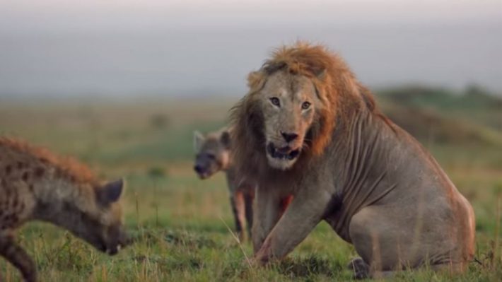 Ασύλληπτο βίντεο: Λιοντάρι παλεύει με πάνω από 20 ύαινες