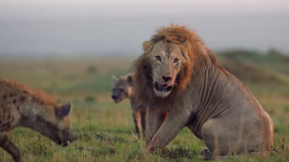 Ασύλληπτο βίντεο: Λιοντάρι παλεύει με πάνω από 20 ύαινες