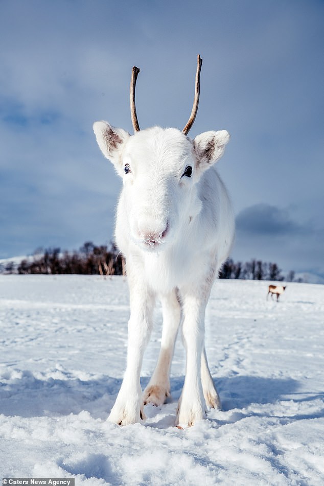 Σπάνιος λευκός τάρανδος εντοπίστηκε στη Νορβηγία! (ΦΩΤΟ)
