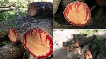Παράξενο δέντρο… ματώνει όταν κόβεται! Παράξενο δέντρο… ματώνει όταν κόβεται!