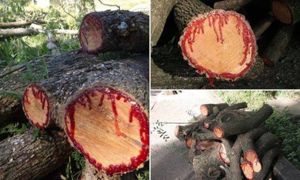 Παράξενο δέντρο… ματώνει όταν κόβεται!