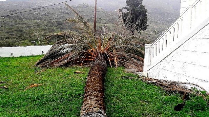 Τραγωδία στη Θεσσαλονίκη: Νεκρός 59χρονος που καταπλακώθηκε από φοίνικα