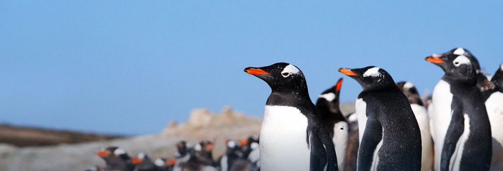 Πωλείται όπως είναι... επιπλωμένο: Νησί πωλείται με τους πιγκουίνους του!