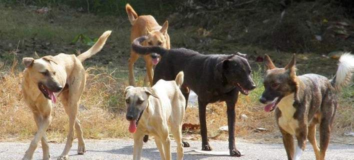 Βγήκε βόλτα και του επιτέθηκαν… 20 αδέσποτα σκυλιά