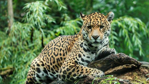 Αττικό Ζωολογικό Πάρκο: Σκότωσαν δύο τζάγκουαρ που δραπέτευσαν - Δεν κινδύνεψαν επισκέπτες