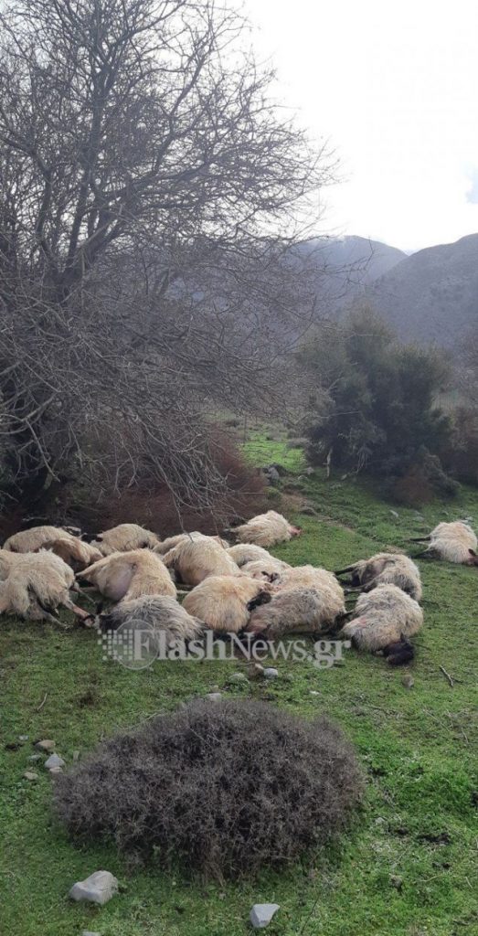 Κεραυνός έπεσε στα Χανιά και σκότωσε κοπάδι με 20 πρόβατα - ΦΩΤΟ