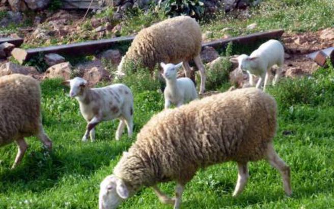 Κεραυνός έπεσε στα Χανιά και σκότωσε κοπάδι με 20 πρόβατα - ΦΩΤΟ