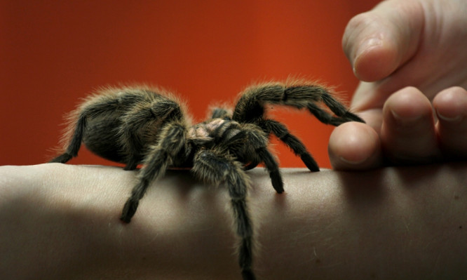 Ανατριχιαστική έρευνα: Οι αράχνες θα μπορούσαν να αφανίσουν τους ανθρώπους σε έναν χρόνο!