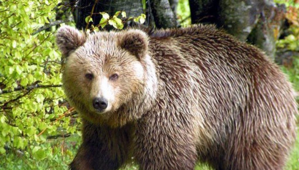 Έγκυος αρκούδα βρέθηκε ακρωτηριασμένη και αποκεφαλισμένη στην Κοζάνη