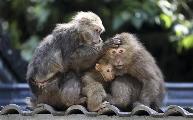 Σκότωσαν και έφαγαν μαϊμού σε ζωντανή μετάδοση στο Facebook