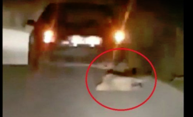 Κτηνωδία στην Βόνιτσα: Βασάνιζε σκύλο σέρνοντάς τον με αυτοκίνητο! (ΒΙΝΤΕΟ)