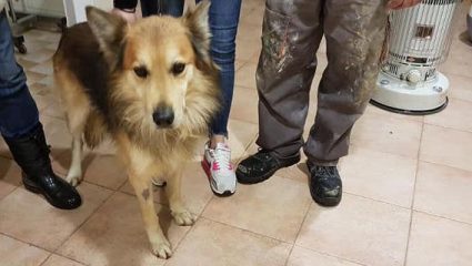 Βρήκε νέο σπίτι ο σκύλος της δολοφονημένης Αγγελικής Πέτρου Βρήκε νέο σπίτι ο σκύλος της δολοφονημένης Αγγελικής Πέτρου