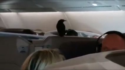 Πουλί μπήκε σε πτήση και ταξίδεψε από τη Σιγκαπούρη στι Λονδίνο! (ΒΙΝΤΕΟ) Πουλί μπήκε σε πτήση και ταξίδεψε από τη Σιγκαπούρη στι Λονδίνο! (ΒΙΝΤΕΟ)