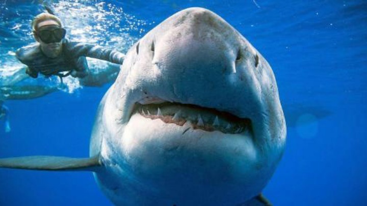 Δύτες κολύμπησαν πλάι σε έναν γιγαντιαίο λευκό καρχαρία στα ανοικτά της Χαβάης
