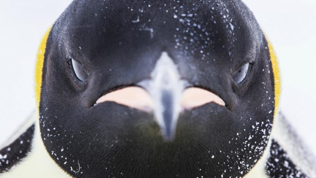 Παραβατικοί πιγκουΐνοι προκαλούν πανικό στην Ανταρκτική - ΒΙΝΤΕΟ