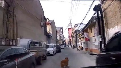 Συγκινητικό βίντεο: Σκύλος οδήγησε τους διασώστες στο λιπόθυμο αφεντικό του Συγκινητικό βίντεο: Σκύλος οδήγησε τους διασώστες στο λιπόθυμο αφεντικό του