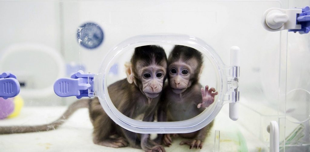 Κινέζοι επιστήμονες δημιούργησαν μαϊμούδες με νευροψυχικές διαταραχές