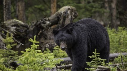 Τρίχρονο αγοράκι επιβίωσε 48 ώρες σε παγωμένο δάσος με τη βοήθειας μιας… αρκούδας Τρίχρονο αγοράκι επιβίωσε 48 ώρες σε παγωμένο δάσος με τη βοήθειας μιας… αρκούδας