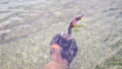 Ναύπλιο: Μεγάλο χταπόδι άρπαξε κορμοράνο (ΒΙΝΤΕΟ) Ναύπλιο: Μεγάλο χταπόδι άρπαξε κορμοράνο (ΒΙΝΤΕΟ)