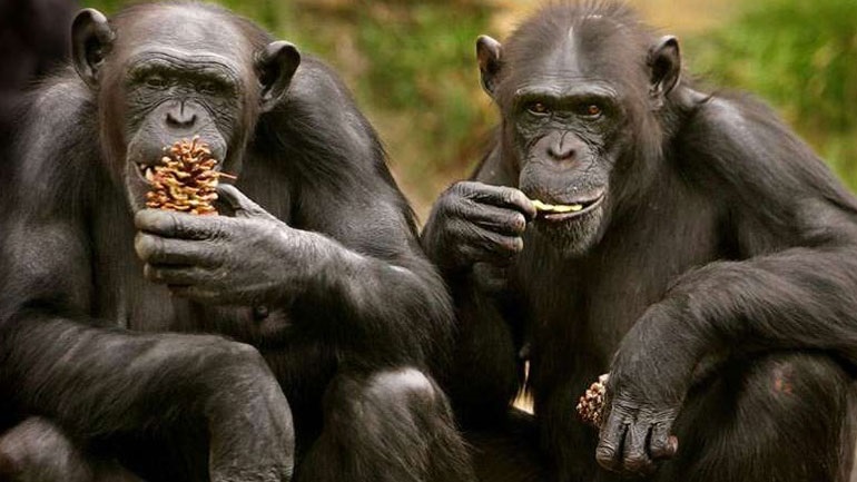 Χιμπατζήδες απέδρασαν από ζωολογικό κήπο με αυτοσχέδια σκάλα!
