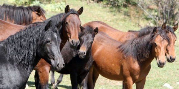 Σκότωσαν έξι άλογα με καραμπίνα στην Παραμυθιά