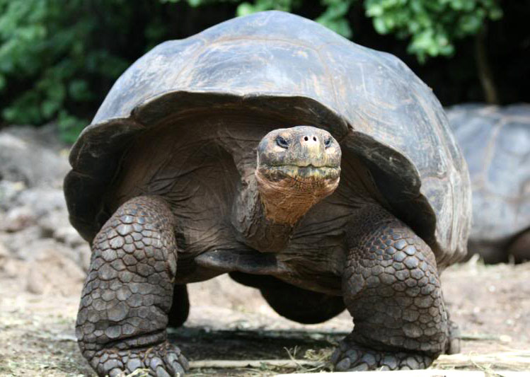 Εξαφανισμένο για 110 χρόνια είδος χελώνας εμφανίστηκε στα Γκαλαπάγκος