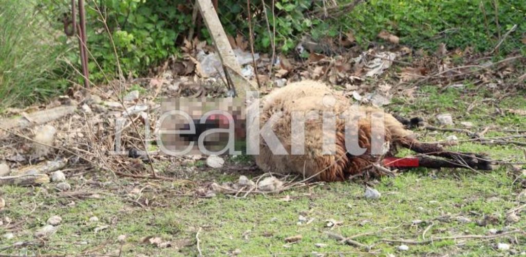 Φρίκη στην Κρήτη: Κατασπάραξαν πρόβατα, κουνέλια και κότες