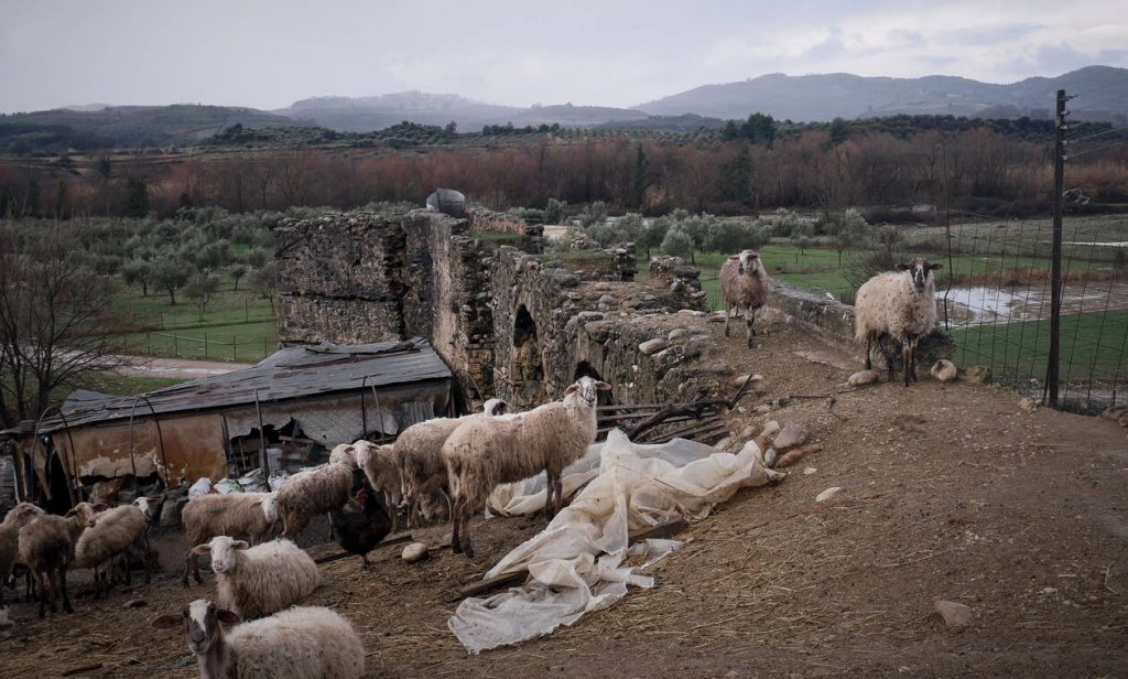 Βγάζουν σε ηλεκτρονικό πλειστηριασμό 200 πρόβατα