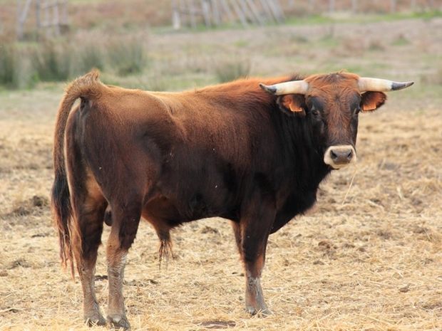 Φρικτός θάνατος άνδρα από επίθεση ταύρου στην Αρχαία Κόρινθο