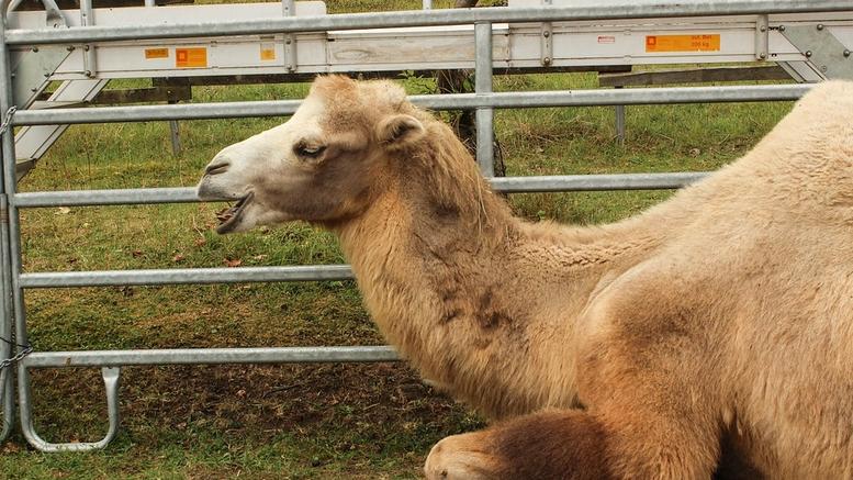 Σε ποια ελληνική πόλη γιορτάζουν Κούλουμα με μια καμήλα;