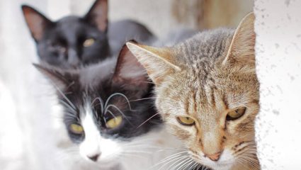 Απίστευτο: Γυναίκα εξοντώνει γάτες και δίνει συνταγές μέσω Facebook για φόλες! Απίστευτο: Γυναίκα εξοντώνει γάτες και δίνει συνταγές μέσω Facebook για φόλες!