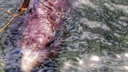 Νεκρή φάλαινα στις Φιλιππίνες με 40 κιλά πλαστικές σακούλες στο στομάχι της Νεκρή φάλαινα στις Φιλιππίνες με 40 κιλά πλαστικές σακούλες στο στομάχι της