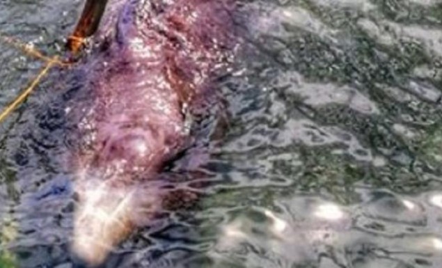 Νεκρή φάλαινα στις Φιλιππίνες με 40 κιλά πλαστικές σακούλες στο στομάχι της