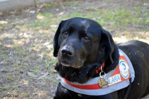 Πέθανε η Λάρα, ο πρώτος σκύλος - οδηγός τυφλών στη Ελλάδα