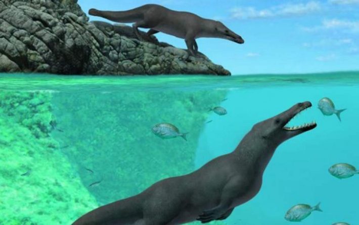 Τετράποδη φάλαινα περπατούσε και κολυμπούσε πριν από 42,6 εκατ. χρόνια