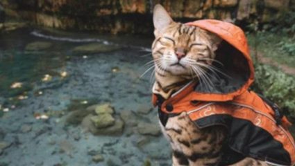 Η πιο διάσημη travel blogger είναι… γάτα! Εχει 1,3 εκατ. ακολούθους Η πιο διάσημη travel blogger είναι… γάτα! Εχει 1,3 εκατ. ακολούθους