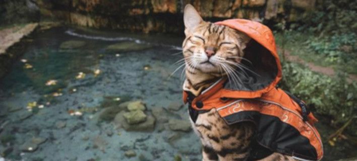 Η πιο διάσημη travel blogger είναι... γάτα! Εχει 1,3 εκατ. ακολούθους