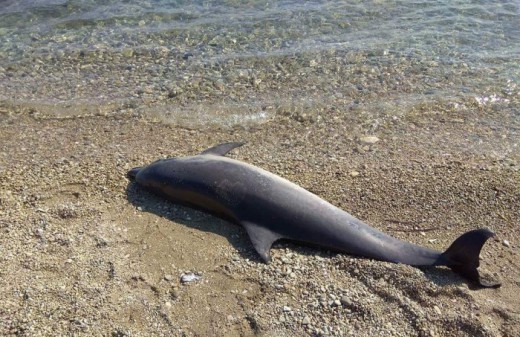 Δελφίνια εκβράστηκαν νεκρά μετά την τουρκική άσκηση Γαλάζια Πατρίδα