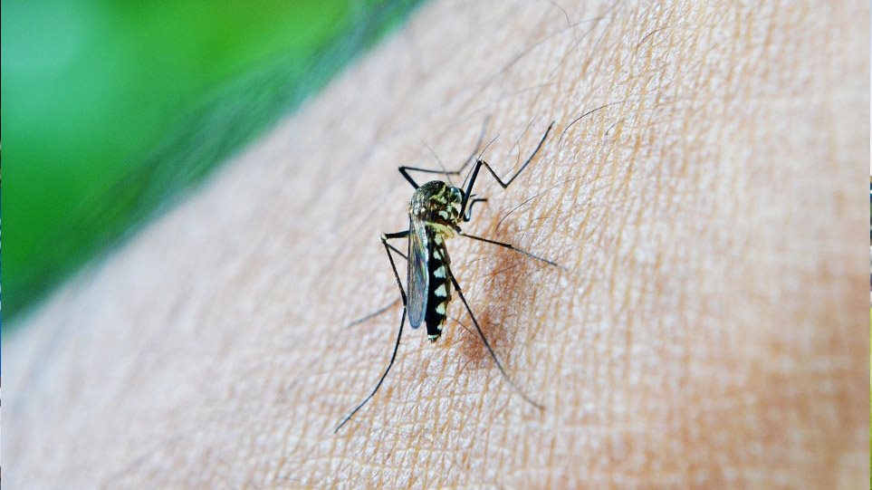 Κουνούπια και τσιμπούρια απειλούν την υγεία των Ευρωπαίων